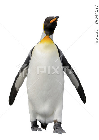 King penguin isolated on white 86944137