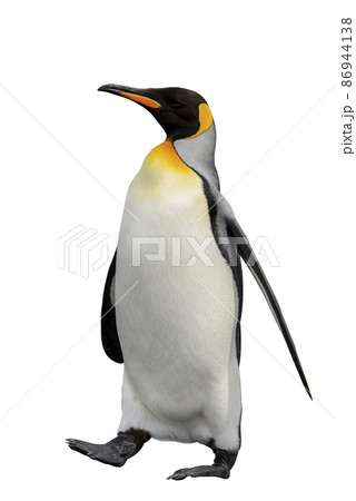 King penguin isolated on white King penguin isolated on white 86944138