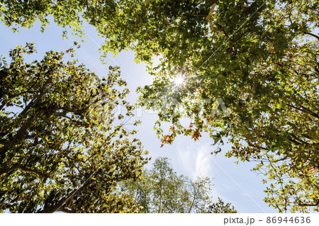 Looking up maple tree landscape 86944636