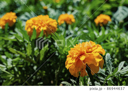 Close up shot of Tagetes erecta blossom Close up shot of Tagetes erecta blossom 86944637