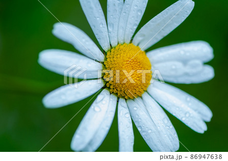 Close-up of a daisy 86947638
