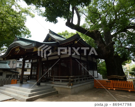 大きなご神木の横の本殿の風景　【堤根神社】 86947798