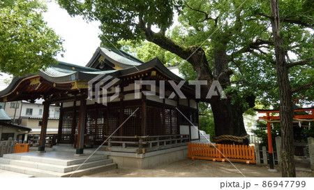 大きなご神木の横の本殿の風景 【堤根神社】 大きなご神木の横の本殿の風景 【堤根神社】 86947799