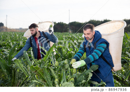 Farm worker harvesting artichokes in basket Farm worker harvesting artichokes in basket 86947936