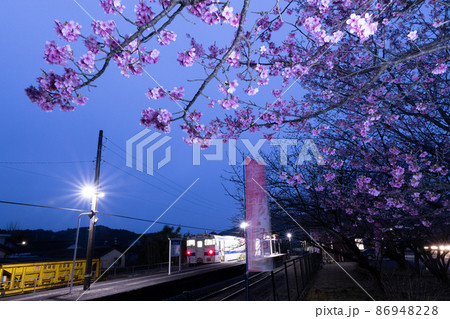 宮崎県日南市北郷町を走るJR九州ローカル線日南線北郷駅でメジロも囀る濃い桃色の花を咲せる日南寒1号桜 宮崎県日南市北郷町を走るJR九州ローカル線日南線北郷駅でメジロも囀る濃い桃色の花を咲せる日南寒1号桜 86948228
