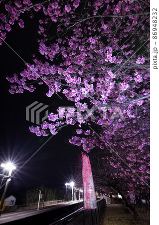 宮崎県日南市北郷町を走るJR九州ローカル線日南線北郷駅でメジロも囀る濃い桃色の花を咲せる日南寒1号桜 86948232