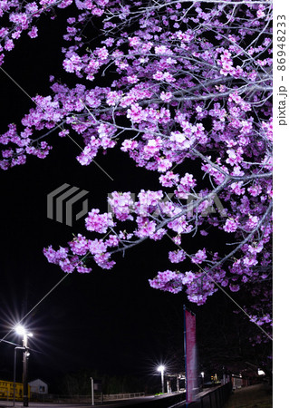 宮崎県日南市北郷町を走るJR九州ローカル線日南線北郷駅でメジロも囀る濃い桃色の花を咲せる日南寒1号桜 宮崎県日南市北郷町を走るJR九州ローカル線日南線北郷駅でメジロも囀る濃い桃色の花を咲せる日南寒1号桜 86948233