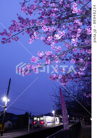 宮崎県日南市北郷町を走るJR九州ローカル線日南線北郷駅でメジロも囀る濃い桃色の花を咲せる日南寒1号桜 86948234