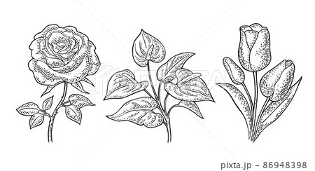 Anthurium, rose and tulip flower with leaves. Black engraving vintage vector illustration 86948398