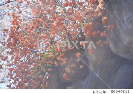 ミツマタの花 86949311