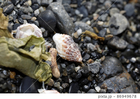 漂着物 コホラダマシ 漂着物 コホラダマシ 86949678