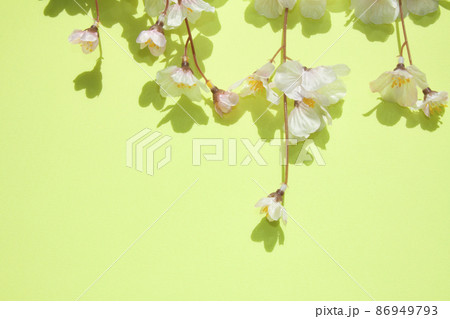 黄緑色の背景にシダレザクラ（造花） 86949793