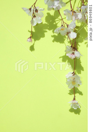 黄緑色の背景にシダレザクラ（造花） 86949801