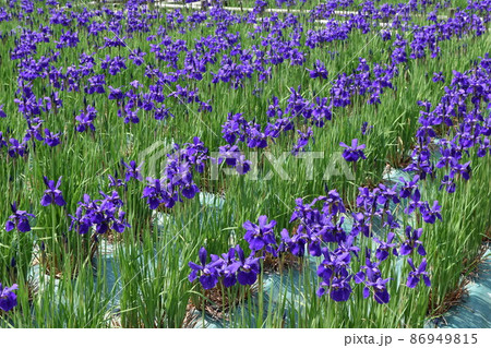 アヤメ 春景色 アヤメ 春景色 86949815