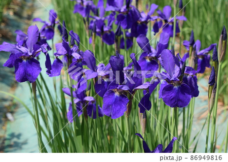アヤメ 春景色 86949816