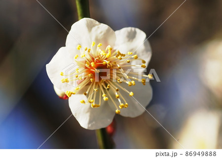 ウメ Japanese apricot ウメ Japanese apricot 86949888