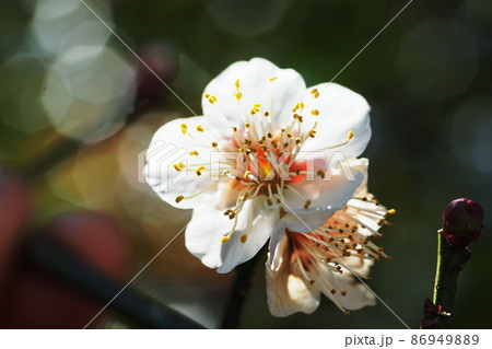 ウメ Japanese apricot ウメ Japanese apricot 86949889