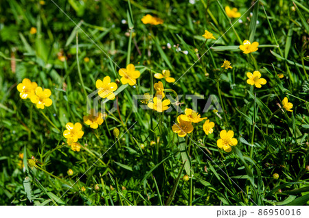 中国　青海省　河南県の峠に咲くキンポウゲ科キンポウゲ属Ranunculus brotherusii 86950016