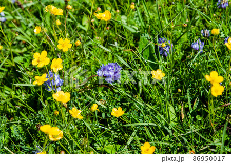 中国　青海省　河南県の峠に咲くキンポウゲ科キンポウゲ属Ranunculus brotherusii 86950017