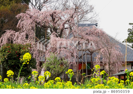 しだれ桜と菜の花が咲く春の風景/【慈眼寺】埼玉県坂戸市 しだれ桜と菜の花が咲く春の風景/【慈眼寺】埼玉県坂戸市 86950359
