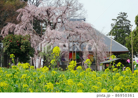 しだれ桜と菜の花が満開の春の慈眼寺/埼玉県坂戸市 しだれ桜と菜の花が満開の春の慈眼寺/埼玉県坂戸市 86950361