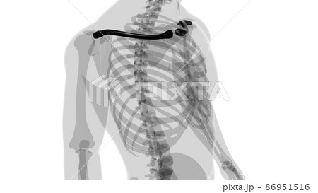 Human skeleton anatomy Clavicle Bones 3D Rendering Human skeleton anatomy Clavicle Bones 3D Rendering 86951516