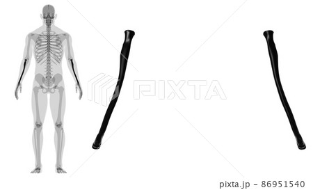 Human skeleton anatomy Radius Bone 3D Rendering 86951540