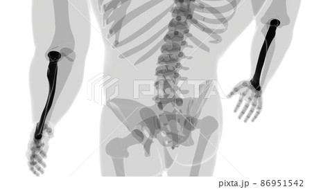 Human skeleton anatomy Radius Bone 3D Rendering Human skeleton anatomy Radius Bone 3D Rendering 86951542