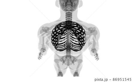 Human skeleton anatomy Rib Cage 3D Rendering Human skeleton anatomy Rib Cage 3D Rendering 86951545