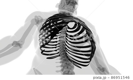 Human skeleton anatomy Rib Cage 3D Rendering 86951546