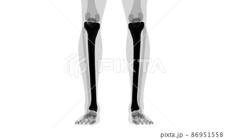 Human skeleton anatomy Tibia Bone 3D Rendering Human skeleton anatomy Tibia Bone 3D Rendering 86951558