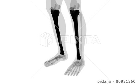 Human skeleton anatomy Tibia Bone 3D Rendering Human skeleton anatomy Tibia Bone 3D Rendering 86951560