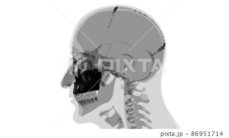 Human Skeleton Skull Maxillal Bone Anatomy For Medical Concept Human Skeleton Skull Maxillal Bone Anatomy For Medical Concept 86951714