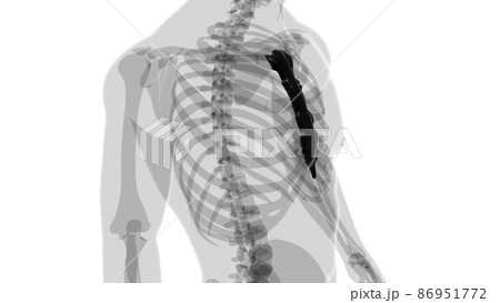Human Skeleton Sternum Bone Anatomy For Medical Concept 86951772