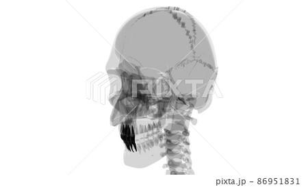 Human Teeth Incisors Anatomy 3D Illustration Human Teeth Incisors Anatomy 3D Illustration 86951831