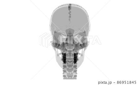 Human Teeth Premolars Anatomy 3D Illustration Human Teeth Premolars Anatomy 3D Illustration 86951845