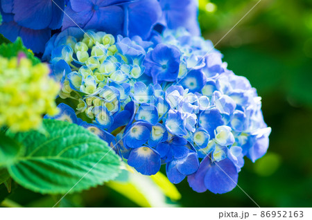 青いアジサイ 86952163