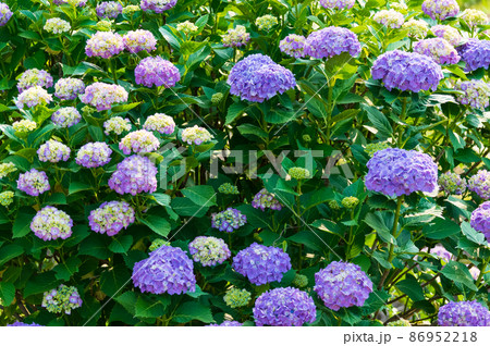 アジサイ 86952218