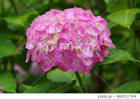 ピンクのあじさい ピンクのあじさい 86952764