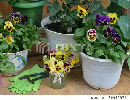 Summer still life with beautiful flowers in pots outside in the garden. Vintage botanical background with plants, home hobby still life with gardening objects and nature. Summer still life with beautiful flowers in pots outside in the garden. Vintage botanical background with plants, home hobby still life with gardening objects and nature. 86952971
