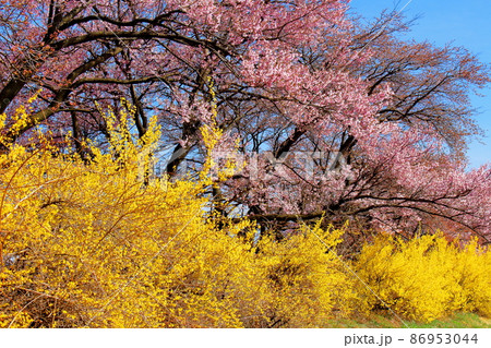美しき桜の花　　  伊那の桜　　　花と植物が織りなす色紙　 86953044