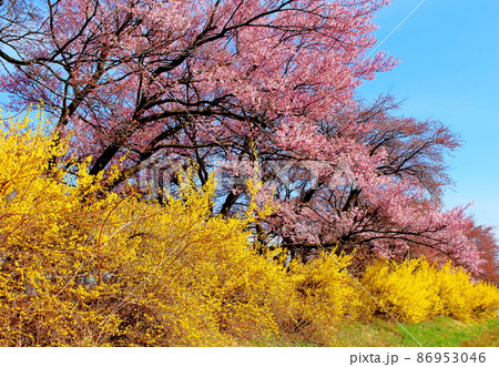 美しき桜の花 伊那の桜 花と植物が織りなす色紙 美しき桜の花 伊那の桜 花と植物が織りなす色紙 86953046