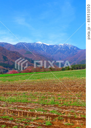 美しき桜の花　　  伊那の桜　　　花と植物が織りなす色紙　 86953050