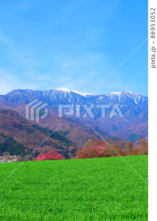 美しき桜の花 伊那の桜 花と植物が織りなす色紙 美しき桜の花 伊那の桜 花と植物が織りなす色紙 86953052