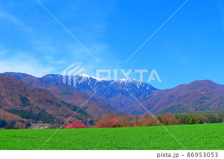 美しき桜の花　　  伊那の桜　　　花と植物が織りなす色紙　 86953053