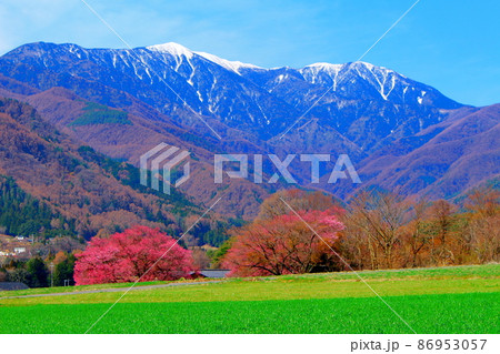 美しき桜の花　　  伊那の桜　　　花と植物が織りなす色紙　 86953057