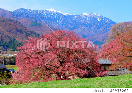 美しき桜の花　　  伊那の桜　　　花と植物が織りなす色紙　 86953062