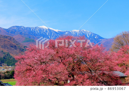 美しき桜の花 伊那の桜 花と植物が織りなす色紙 美しき桜の花 伊那の桜 花と植物が織りなす色紙 86953067