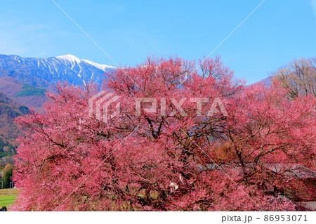 美しき桜の花　　  伊那の桜　　　花と植物が織りなす色紙　 86953071