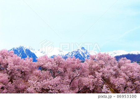 美しき桜の花　　  伊那の桜　　　花と植物が織りなす色紙　 86953100